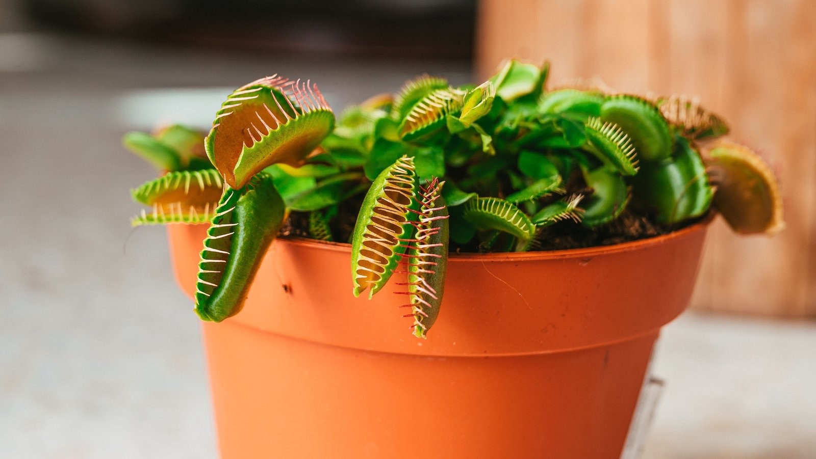 How to care for a Venus fly trap