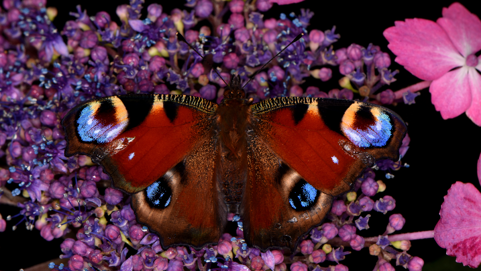 Butterflies and moths suck up pollen with static electricity