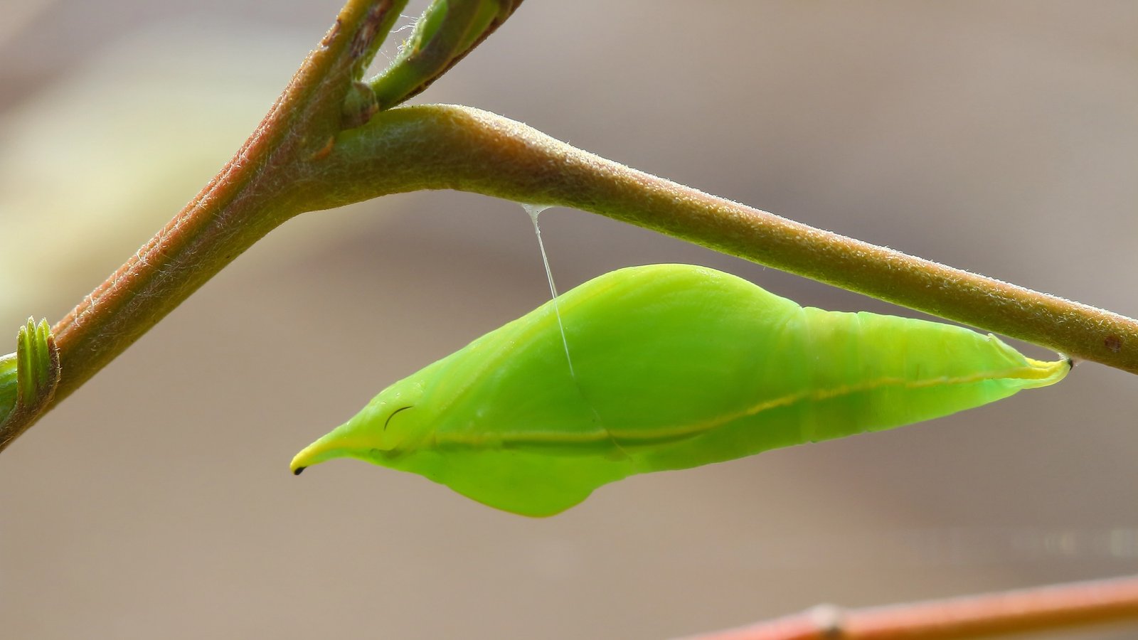 Butterflies anchor cocoons with silk Velcro and seat-belts