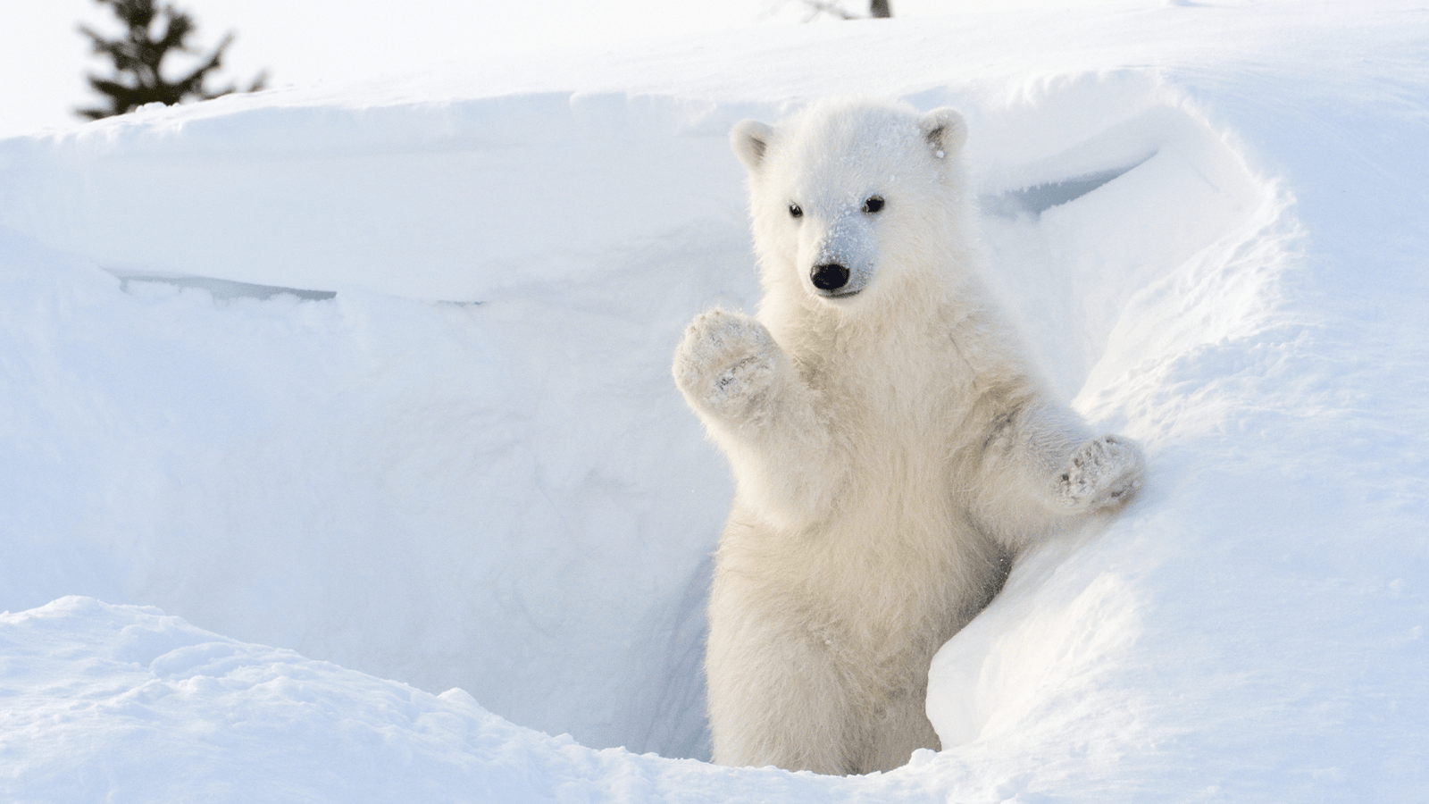 Polar bears adapted to the Arctic just 70,000 years ago