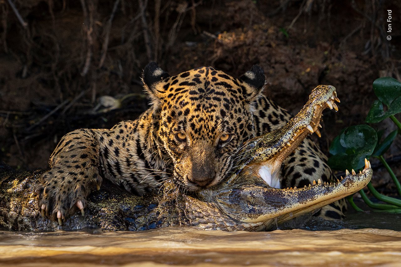 the moment a jaguar delivers a fatal bite to the head of a caiman in a muddy river. 