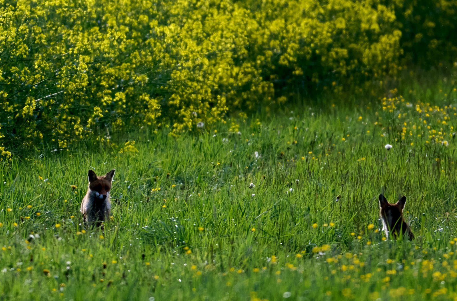 Animal tracking made affordable with $7 Bluetooth beacons, thanks to Apple