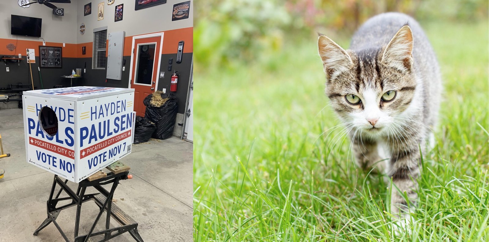 How to upcycle campaign signs into cat shelters