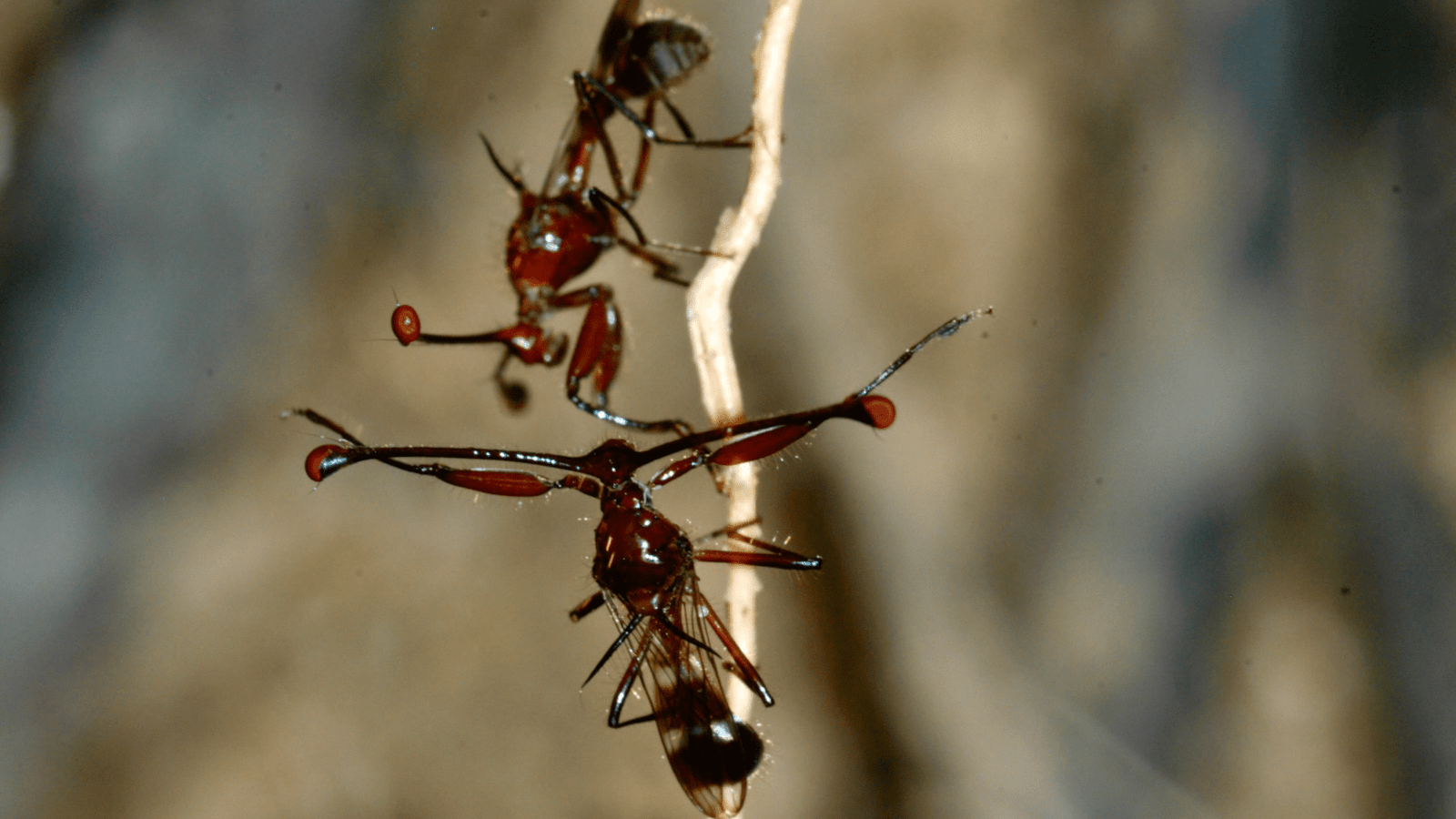 Flies with shorter eye-stalks act aggressively because females are less attracted to them