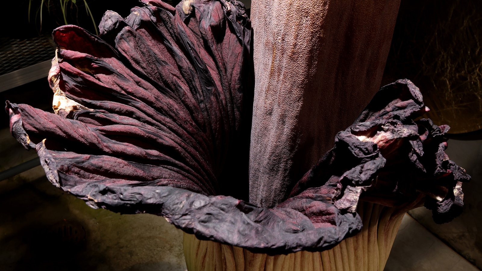 Scientists crack the mystery of why the corpse flower smells like death