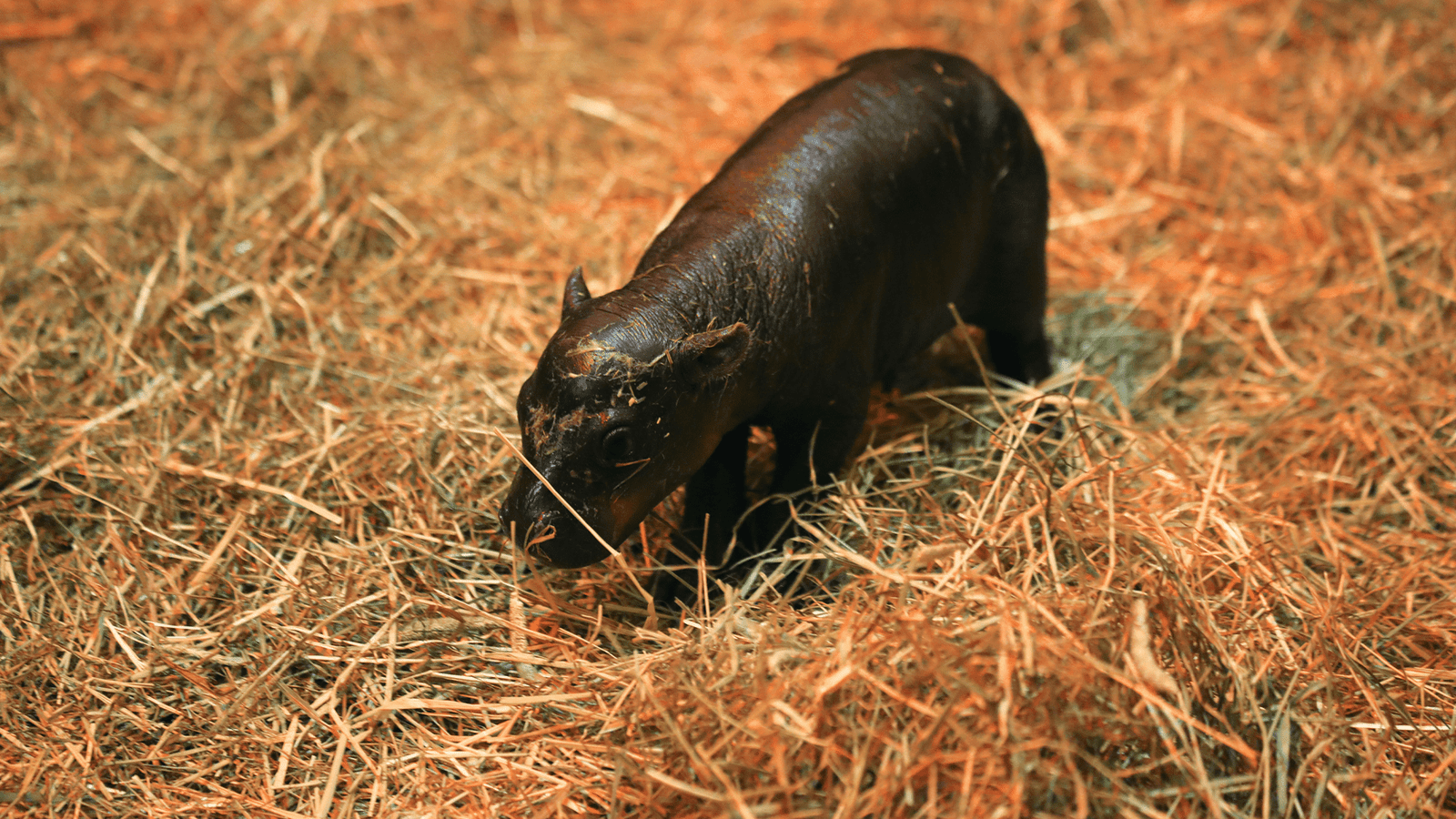 5 things to know about pygmy hippos–like Scotland's own Haggis