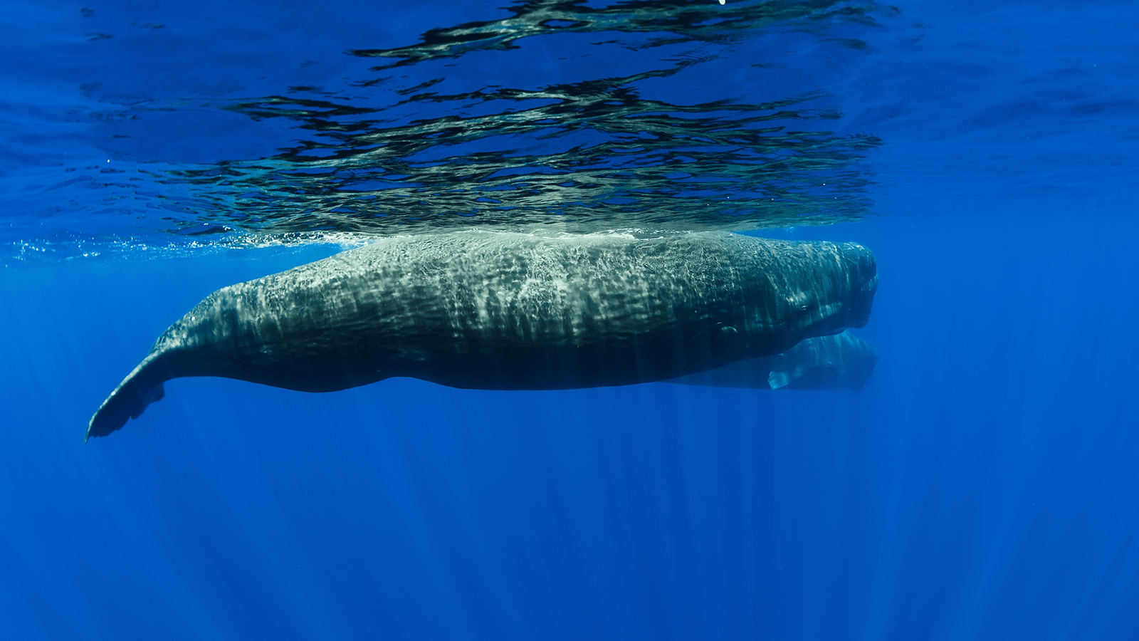 New method for finding sperm whales kind of works like a rideshare app