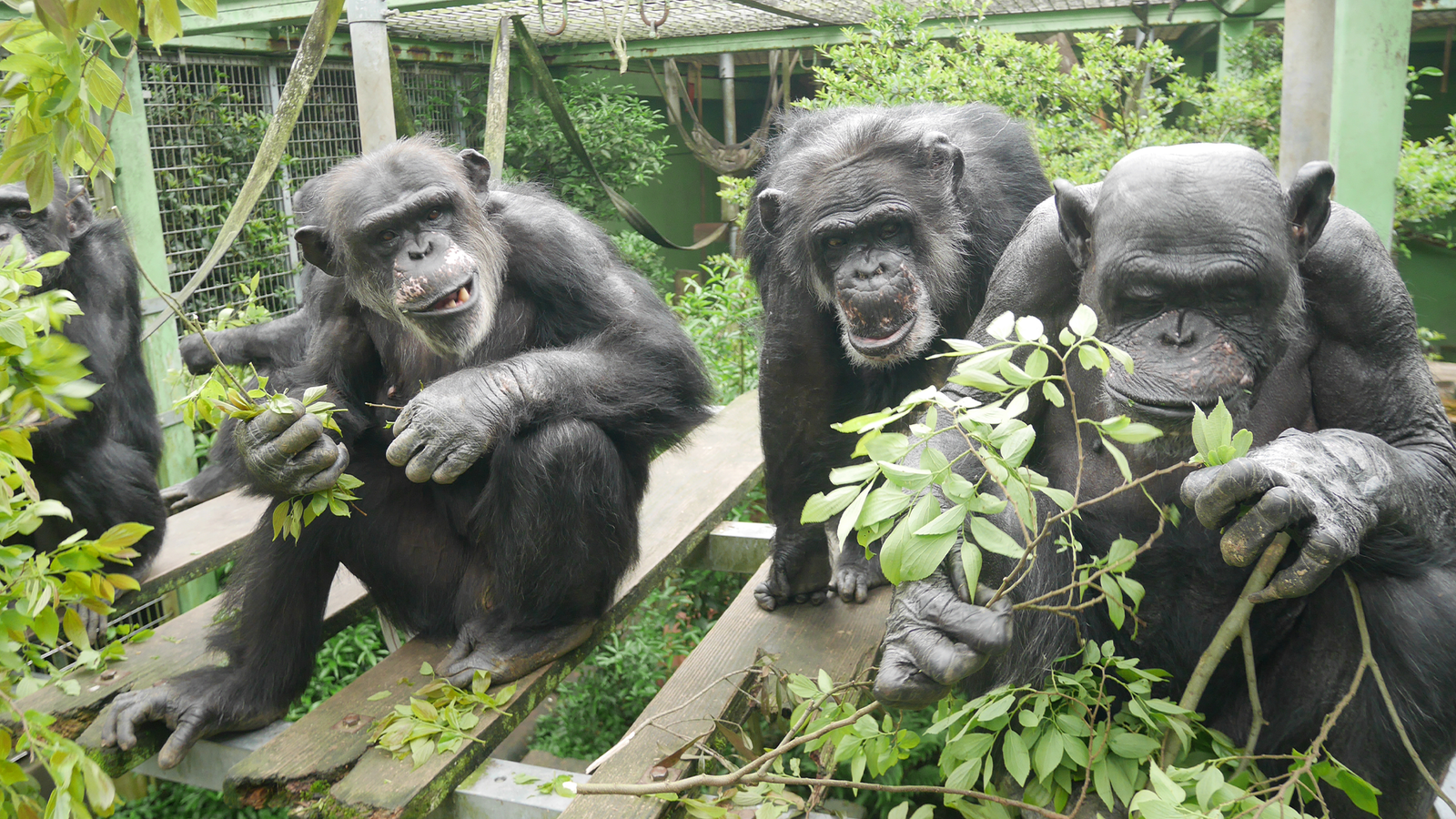 Peeing is contagious for chimpanzees