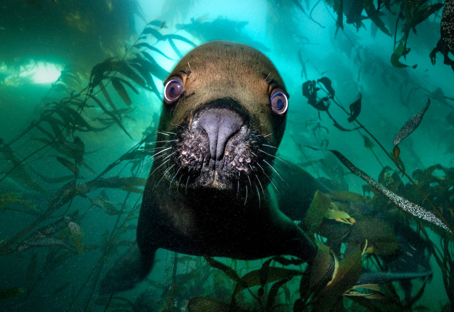 South American sea lion comes in for a boop in the Falklands