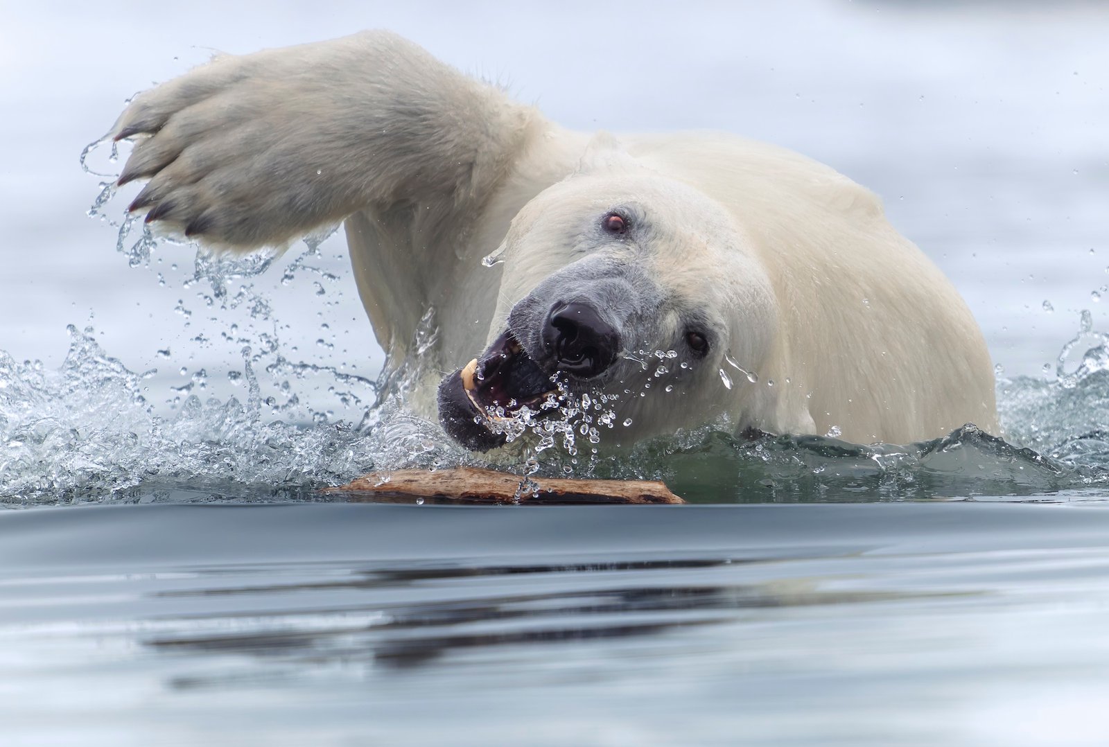 a polar bear swims towards the camera in icy waters