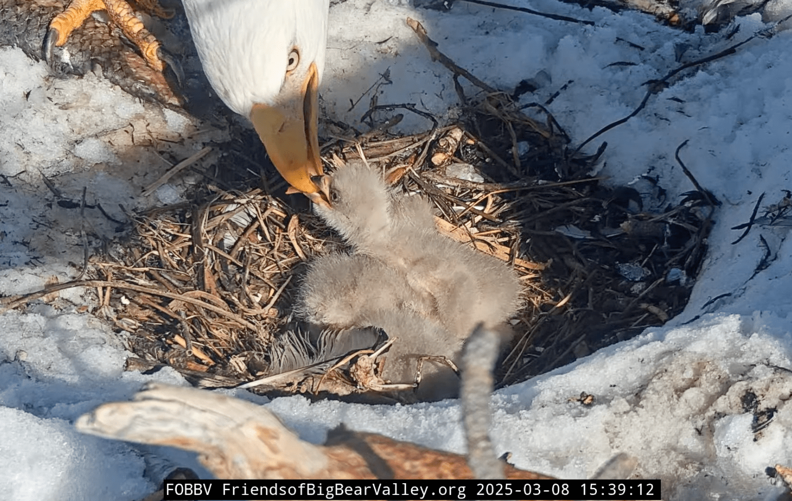 Jackie and Shadow's third eaglet has landed