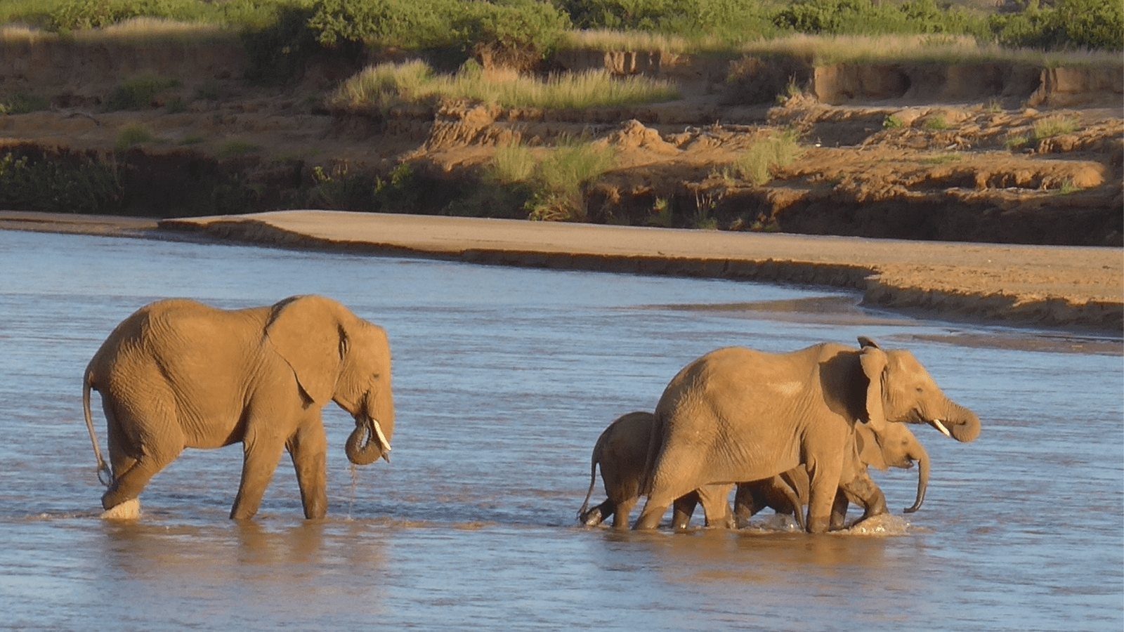 Elephants avoid wasting energy during their epic journeys