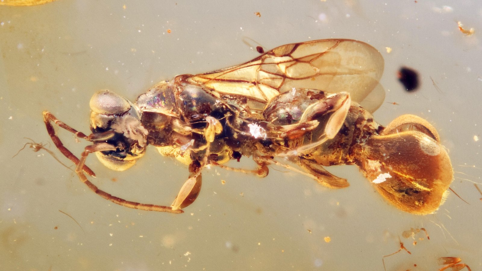 This ancient 'Venus fly-trap' wasp used its butt to kill