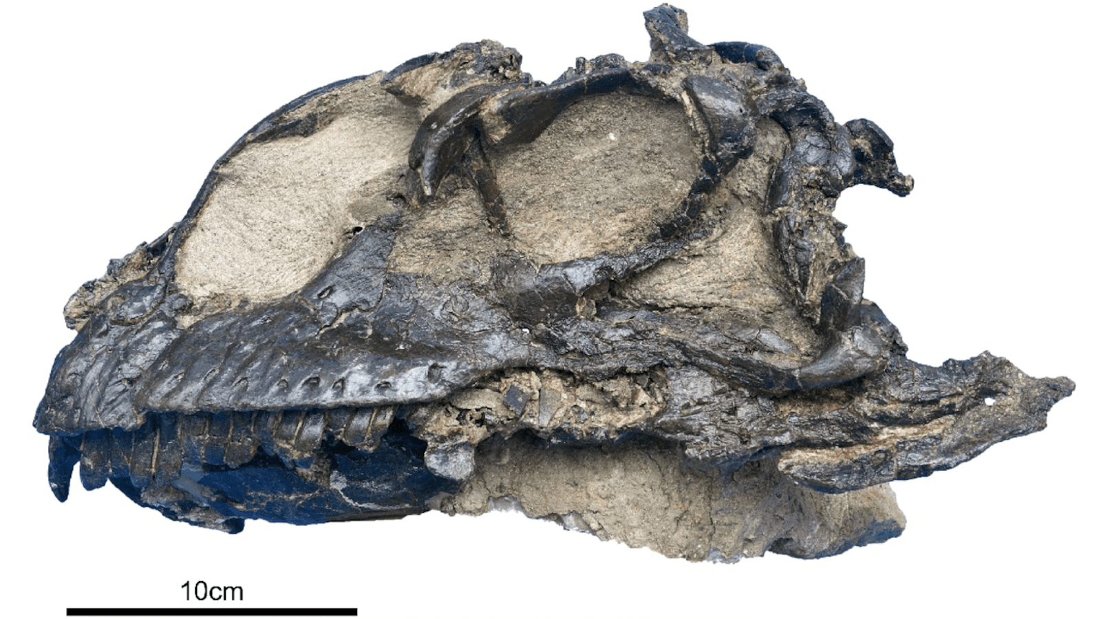 Well-preserved dinosaur skull belongs to new sauropod species